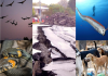 Animals capable of sensing impending Earthquakes