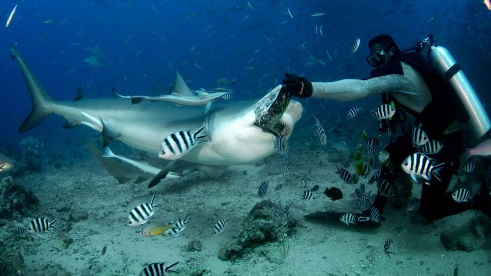 Fiji aqua diving