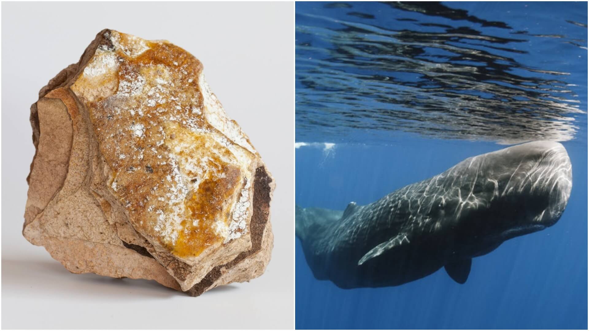 So why exactly is whale vomit so costly?