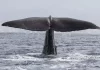 What makes Whale Vomit so costly? whale vomit so much costly?