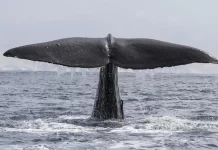 What makes Whale Vomit so costly? whale vomit so much costly?