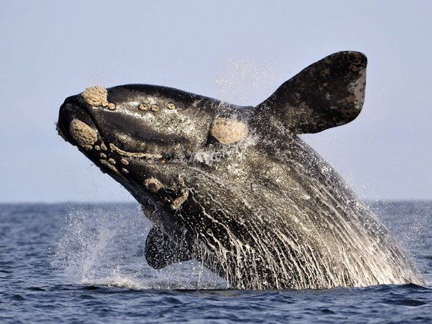 whale vomit